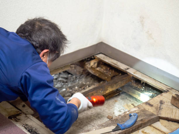 Best Certified Mold Removal  in Fort Oglethorpe, GA