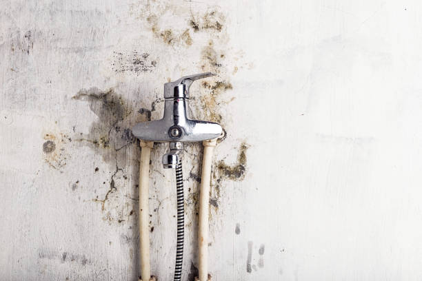 Best Commercial Mold Removal  in Fort Oglethorpe, GA