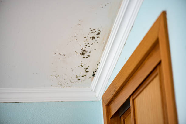 Best Mold Damage Repair  in Fort Oglethorpe, GA