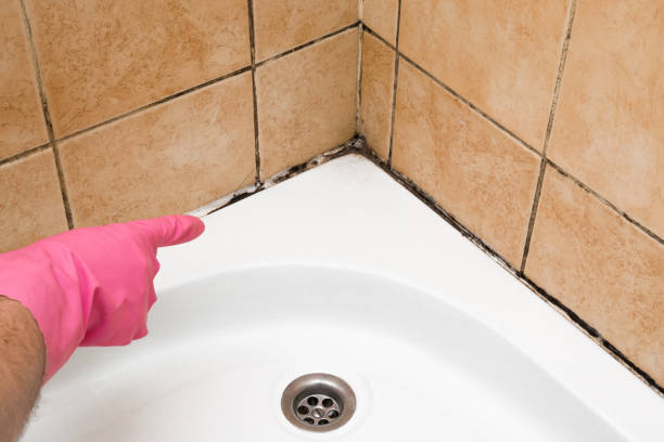 Best Professional Mold Removal  in Fort Oglethorpe, GA