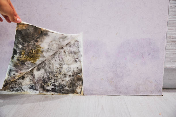 Home Mold Removal in Fort Oglethorpe, GA